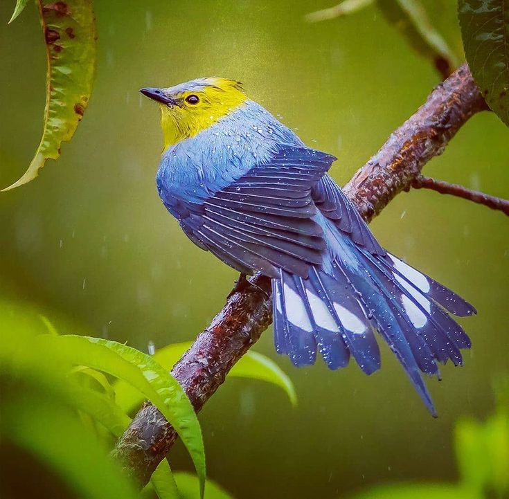 Long-tailed silky-flycatcher . 🌟By @piusnotter 🌟 . . Curated by | 鳥