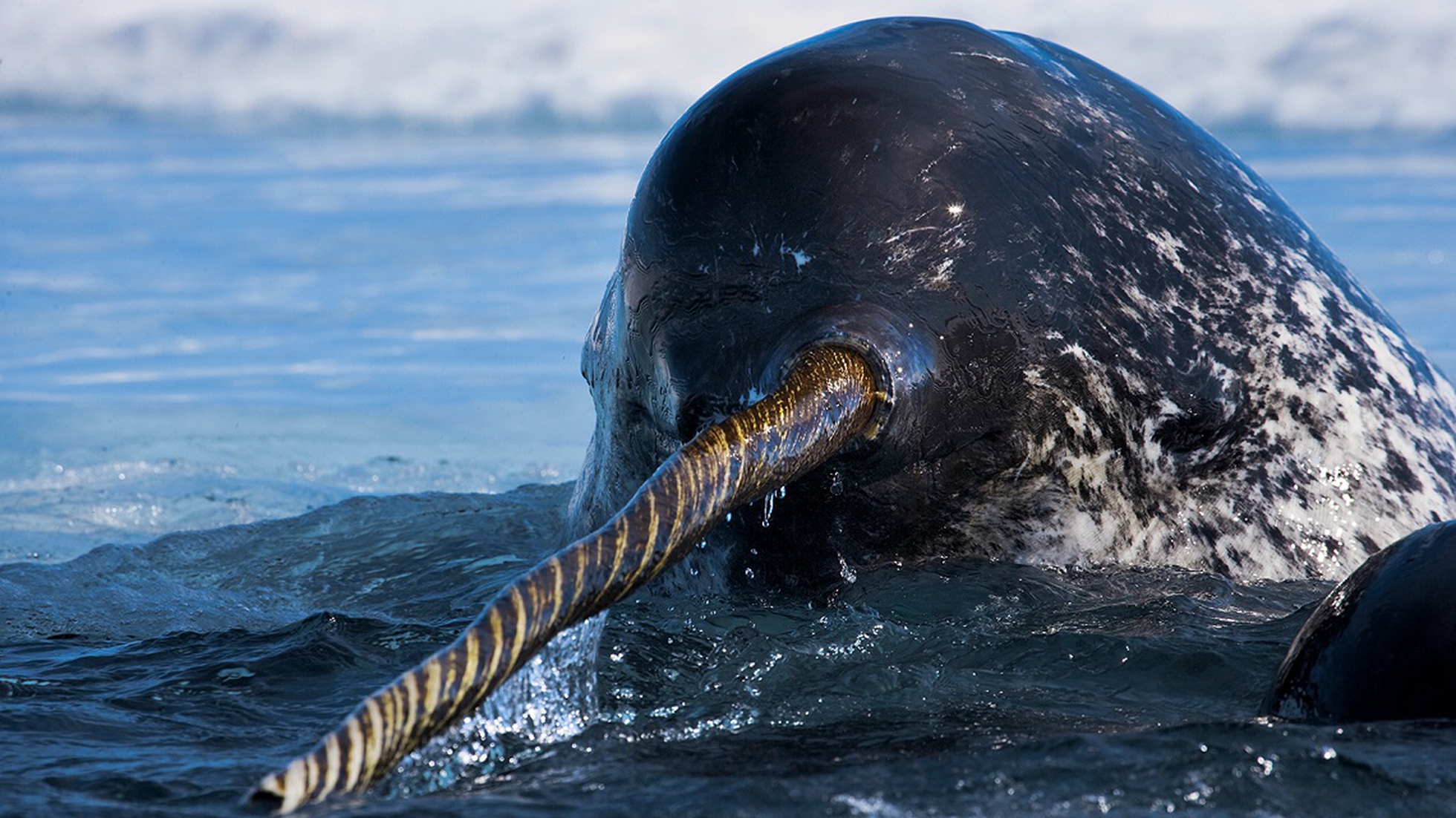 Legends and truths about narwhals, the mysterious unicorns of the Arctic -  LifeGate